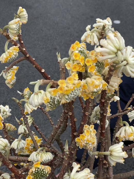 精品花材结香枝条鲜切花1份 商品图4