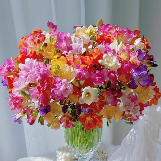 【限定浪漫--香雪兰】颜色自选 商品图0