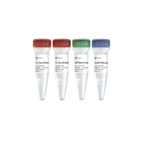 Taq HS DNA Polymerase