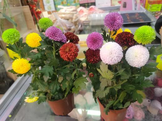 兵乓菊球一盆 商品图0