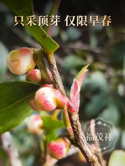 【紫芽苞】天然玫瑰香 高级清雅甜 春日限定 2025年春茶云南普洱生茶大雪山紫芽苞尝鲜装 130g/罐 商品图1