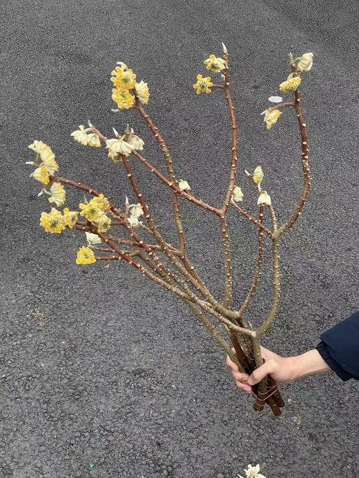精品花材结香枝条鲜切花1份 商品图6