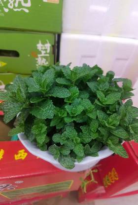 薄荷花一盆