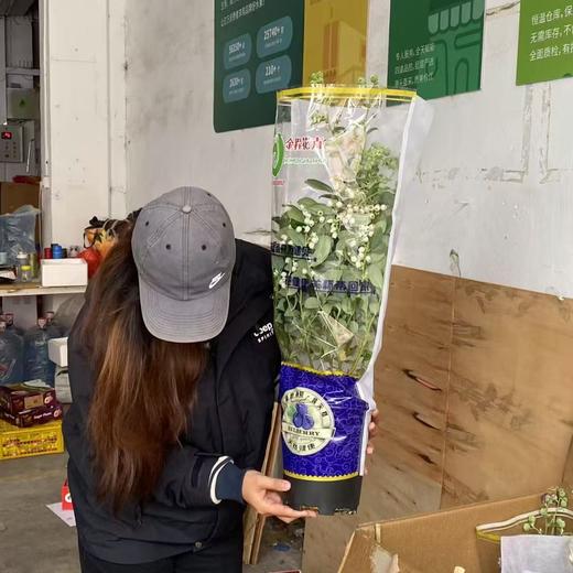 云南蓝莓🫐盆栽 🪴 带果盆栽 70公分左右高度！预订55/盆 商品图0