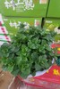 薄荷花一盆 商品缩略图1