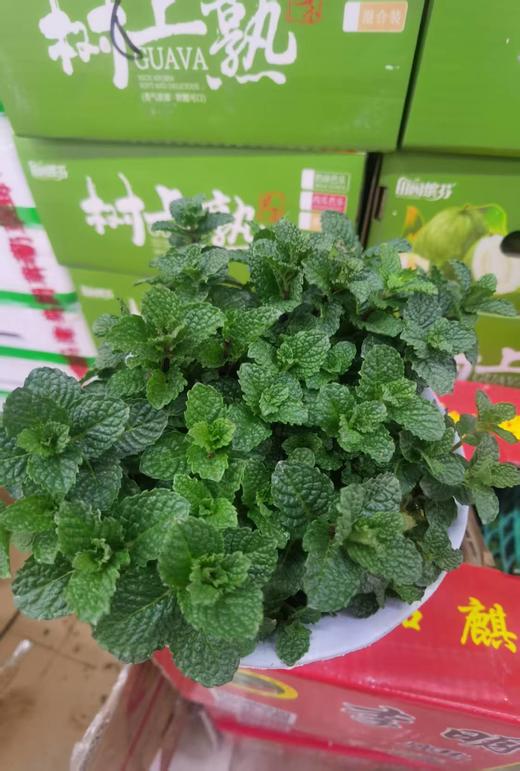 薄荷花一盆 商品图1