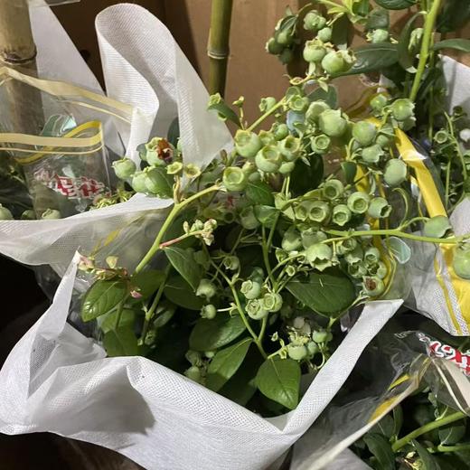 云南蓝莓🫐盆栽 🪴 带果盆栽 70公分左右高度！预订55/盆 商品图2