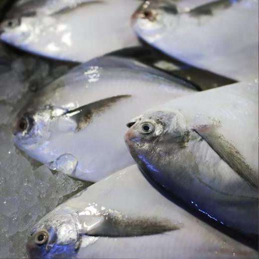 【顺丰冷链直发❗新鲜银鲳鱼】让您足不出户吃上新鲜海味，从深海到餐桌看得见的品质，特大鲜活冷冻白鲳鱼，速冻海捕野生海鱼L 商品图1