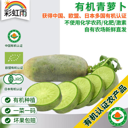 彩虹雨 新鲜青菜  有机蔬菜青萝卜500g 欧盟认证北京农场京津冀满百包邮 商品图0