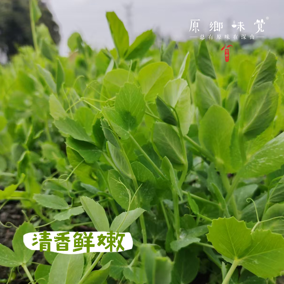 生态豌豆尖（农场直发-顺丰包邮） | 1.5斤装，来自成都郫都区