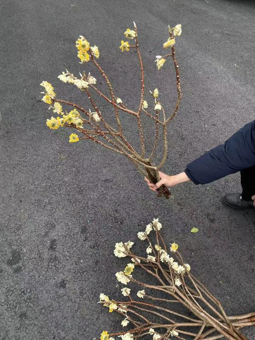 精品花材结香枝条鲜切花1份 商品图5