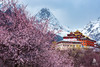 【4月9日-20日｜新藏东秘境】念青东×绝美雪山×桃花盛宴 商品缩略图0