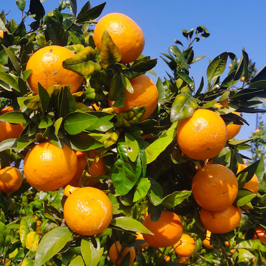 沃柑 2.5kg【基地直发】产地：广西（部分沃柑表面有花皮和锈斑，不影响食用） 商品图3