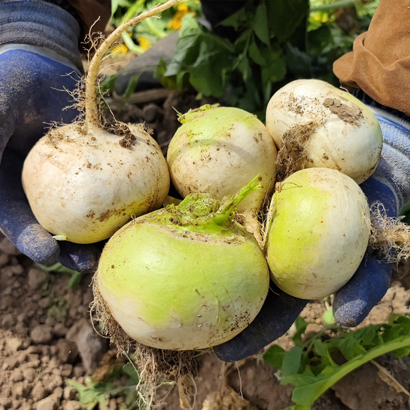新疆新鲜恰玛古5斤 富碱食物 当季蔬菜