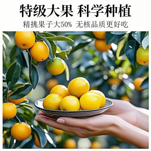 热销【自营】手工轻发酵甘草金桔 传统晾晒 商品图1