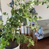 云南蓝莓🫐盆栽 🪴 带果盆栽 70公分左右高度！预订55/盆 商品缩略图3