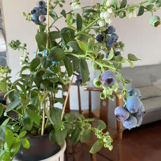 云南蓝莓🫐盆栽 🪴 带果盆栽 70公分左右高度！预订55/盆 商品图3