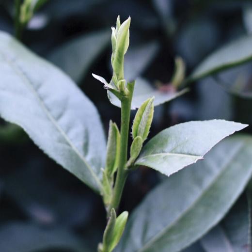 【2025明前春茶】[电商款]龙井绿茶(特级)100g 商品图5