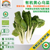 彩虹雨 北京配送 新鲜有机蔬菜 黄心乌菜250g 欧盟认证 京津冀满百包邮 商品缩略图0