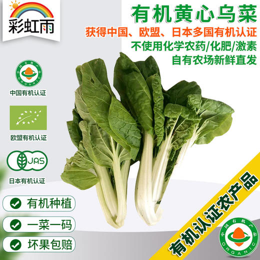 彩虹雨 北京配送 新鲜有机蔬菜 黄心乌菜250g 欧盟认证 京津冀满百包邮 商品图0