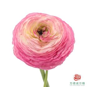 洋牡丹-超级-蔷薇粉 5枝1扎