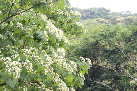 4月23日人间四月天，赏雪醉动颜，走进二龙山，看最美油桐花1天 商品图3