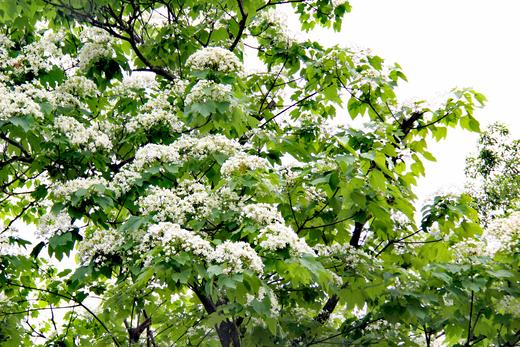 4月23日人间四月天，赏雪醉动颜，走进二龙山，看最美油桐花1天 商品图5