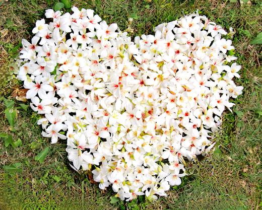 4月23日人间四月天，赏雪醉动颜，走进二龙山，看最美油桐花1天 商品图7