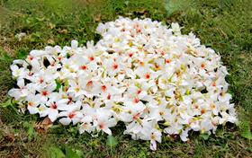 4月23日人间四月天，赏雪醉动颜，走进二龙山，看最美油桐花1天