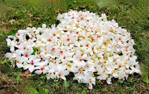 4月23日人间四月天，赏雪醉动颜，走进二龙山，看最美油桐花1天 商品图0