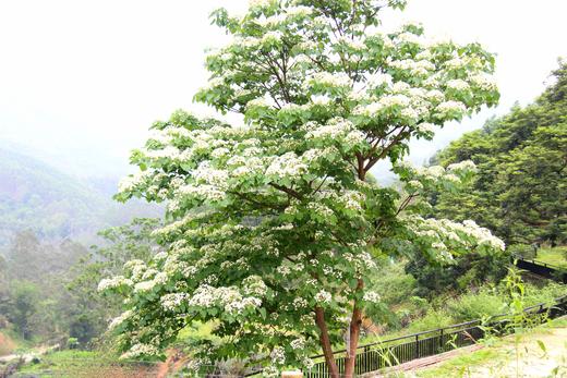 4月23日人间四月天，赏雪醉动颜，走进二龙山，看最美油桐花1天 商品图11