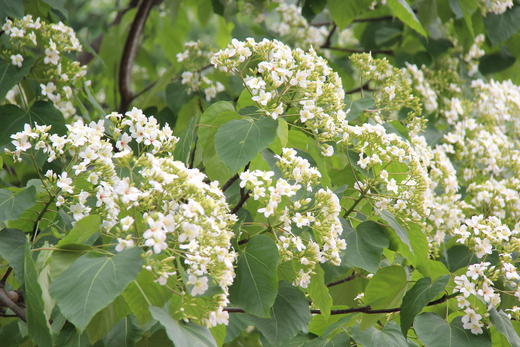 4月23日人间四月天，赏雪醉动颜，走进二龙山，看最美油桐花1天 商品图2