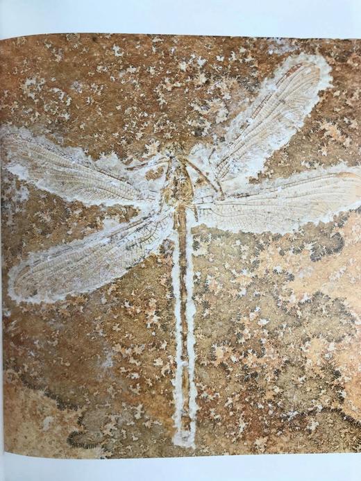 一百块化石中的生命史 百余幅彩色插图 精装16开 商品图6