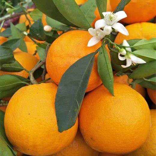 [最农公社]主推|秭归伦晚脐橙5斤9斤多汁鲜甜细嫩 商品图3