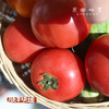 【预售，排单发货】攀枝花生态番茄/西红柿（基地直发-顺丰快递）｜2/4/4.5斤装，来自四川攀枝花，生产者：许桂云【合作生产，公平贸易】 商品缩略图2
