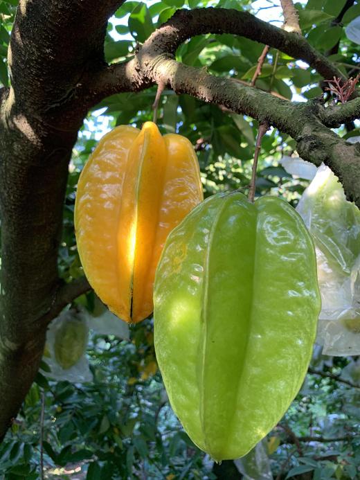 【分仓直发包邮】软枝杨桃礼盒装4.5-5斤（8-15个） 商品图1