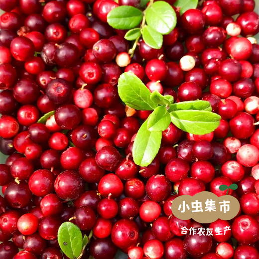野生蔓越莓干 90g/袋 | 合作农友生产，源自大兴安岭原始森林，生产者：金鹏 ＆【公平贸易农人定价】 商品图8