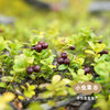 野生蔓越莓干 90g/袋 | 合作农友生产，源自大兴安岭原始森林，生产者：金鹏 ＆【公平贸易农人定价】 商品缩略图13