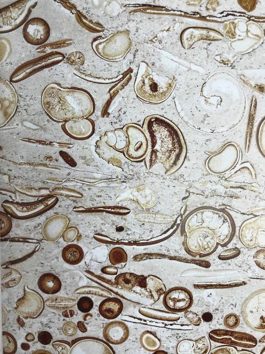 一百块化石中的生命史 百余幅彩色插图 精装16开 商品图10