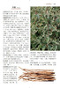 现代中草药彩色图谱（第二版） 商品缩略图8