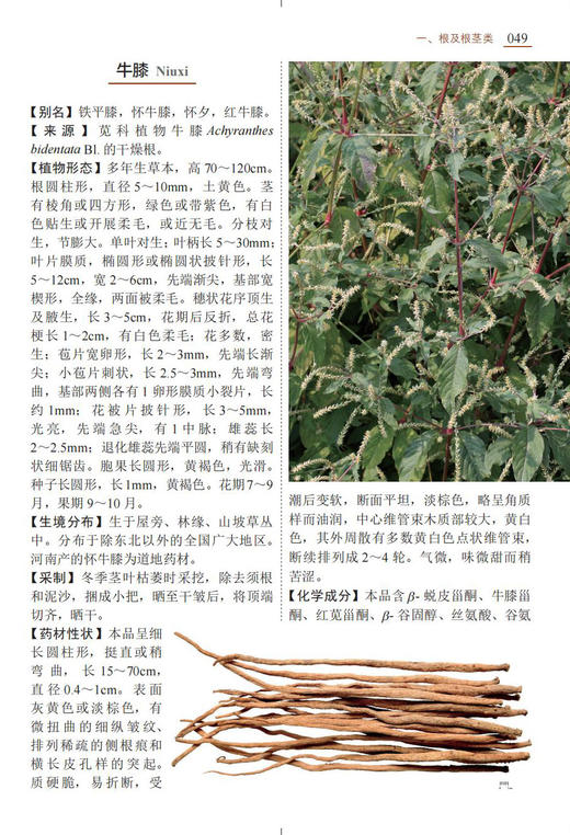 现代中草药彩色图谱（第二版） 商品图8