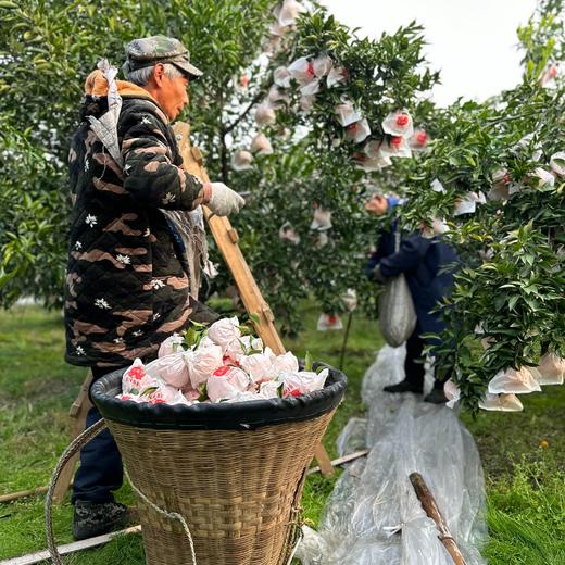 【耙耙柑】清甜多汁不用吐籽，无渣，9分甜1分酸，原生态自然熟，好吃不上火，新鲜采摘发货 商品图6