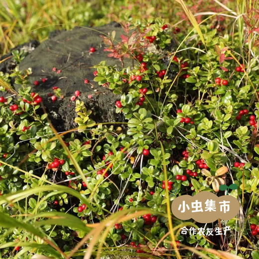 野生蔓越莓干 90g/袋 | 合作农友生产，源自大兴安岭原始森林，生产者：金鹏 ＆【公平贸易农人定价】 商品图4