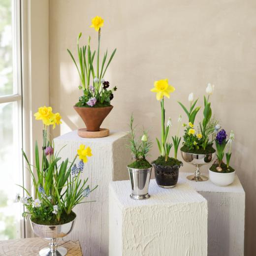 春野书签 Primerole 商品图0