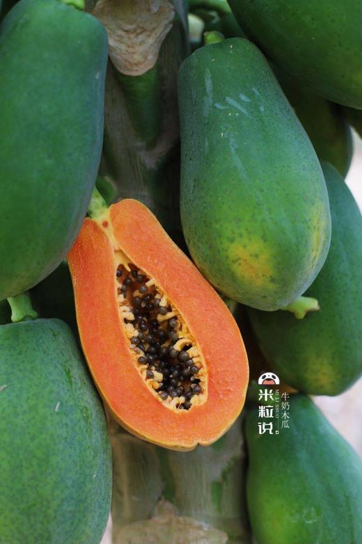 【分仓直发包邮】牛奶木瓜5斤礼盒装(2-5个) 商品图4