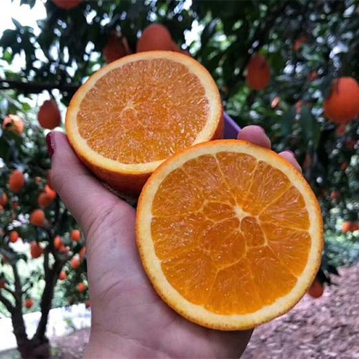 [最农公社]主推|秭归伦晚脐橙5斤9斤多汁鲜甜细嫩 商品图1