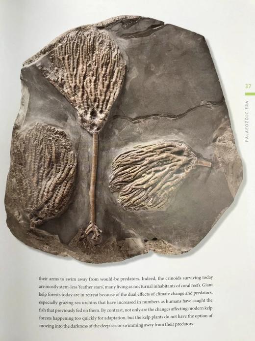 一百块化石中的生命史 百余幅彩色插图 精装16开 商品图14