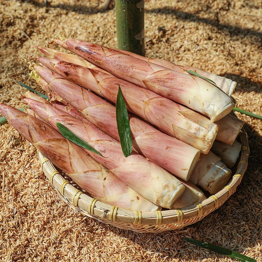 【分仓直发包邮】天目山雷笋3斤（特级大笋）（9根左右） 商品图0