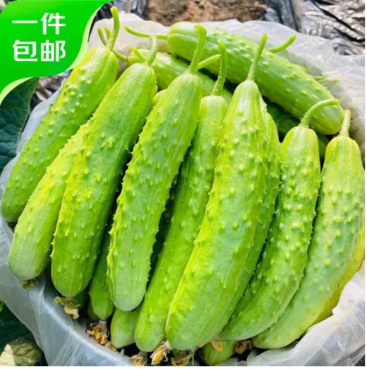 白玉黄瓜亦蔬亦果4.5-5斤17-21根左右 商品图0