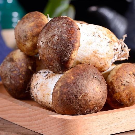 郧阳区白桑关新鲜赤松茸 500g【2份十堰主城区包邮】 商品图0